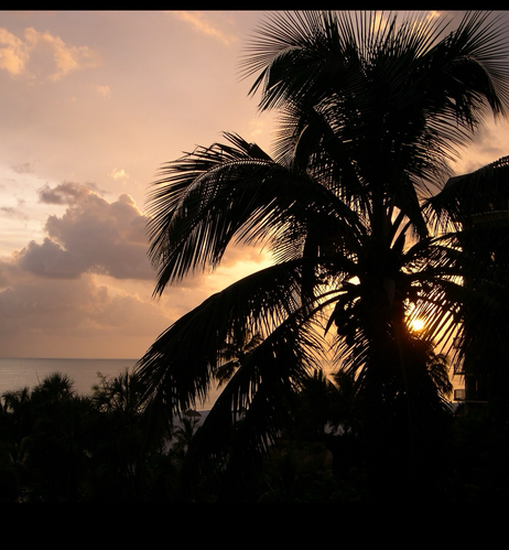 A sunset of copper and silver-blue silhouette the five or six outstretched fronds of a large palm tree that ominously dominates the lower right quadrant of the picture. Through the breaks in the fronds, we can see that a beach and large body of water extend indefinitely into the horizon. A medium sized cloud darkens the last remaining rays of light illuminating our golden hour showdown between shadows and nur.