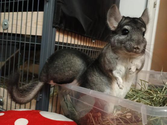 Two chinchillas in a dig box, positioned so that they look like one long chinchilla
