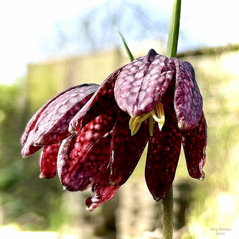 Das Bild zeigt zwei dunkelrot-violette Blüten einer Schachblume in Nahaufnahme. Die Blüten hängen leicht herab und sind detailreich dargestellt, mit ihren charakteristischen dunklen Flecken auf den Blütenblättern. Der Hintergrund ist unscharf und zeigt einen verschwommenen Garten- oder Landschaftsausschnitt mit hellen und dunklen Grüntönen. Der Fokus liegt ganz auf den Blumen.
