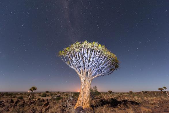 arbre carquois, emblème mystique du désert namibien de nuit