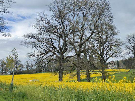 Paysage se campagne avec prédominance de jaune colza, bleu du ciel, et brun foncé d'arbres encore sans feuilles.

Country landscape with predominantly rapeseed yellow, blue sky and dark brown trees still without leaves.