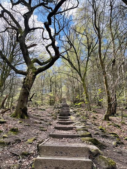 Photo taken in a woodland. Looking up from the bottom of a set of uneven steps. The steps go on for so long you cannot see the top. After climbing them with a toddler on my back, they nearly killed me…