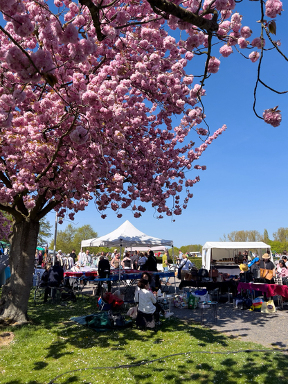 Ein Baum mit rosa Kirschblüten über Flohmarktständen