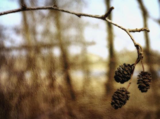 A branch with three small pine cones extends into the foreground, set against a soft-focus background of bare trees. The muted tones create a serene and natural atmosphere.