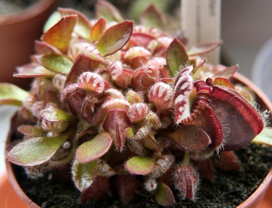 Anblick eines Cephalotus (Zwergkrug)