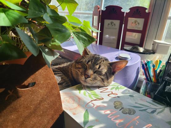 Sleepy tabby cat resting on a desk.