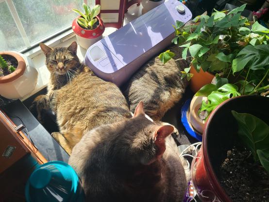 Three cats relaxing on a desk in front of a window with various houseplants and a purple crafting machine.