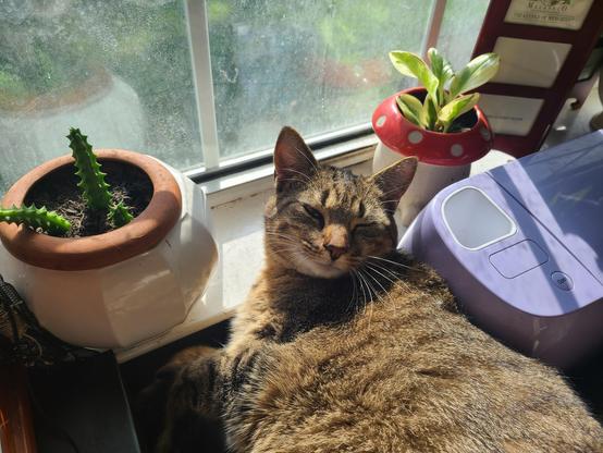 Brown tabby cat relaxing on a windowsill, next to a potted cactus and a purple craft machine.
