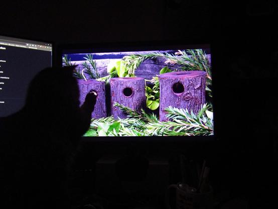 Goobie [cat] attempting to cat mice through a screen.