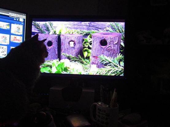 Goobie [cat] observing mice through a screen.