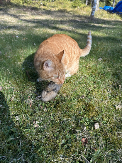 Cat with big mouse in his mouth