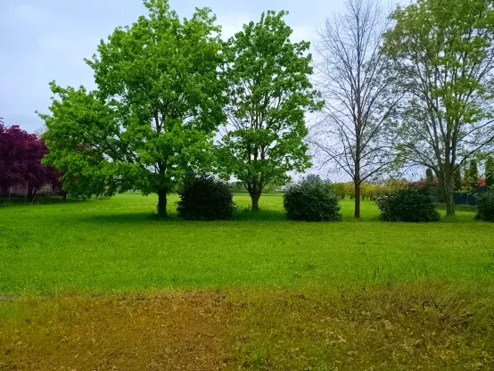 Photo of a field with grass with trees in line, a rainy day, photo taken with the phone using the Open Camera app for Android.
