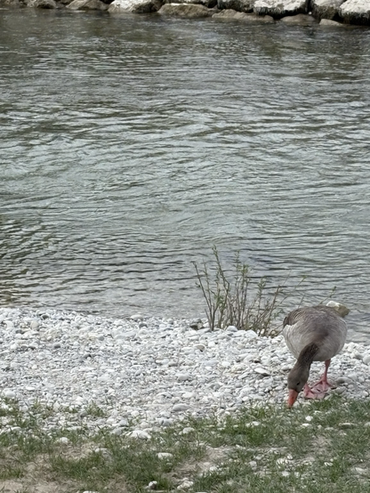 Noch eine Gans am Flussufer