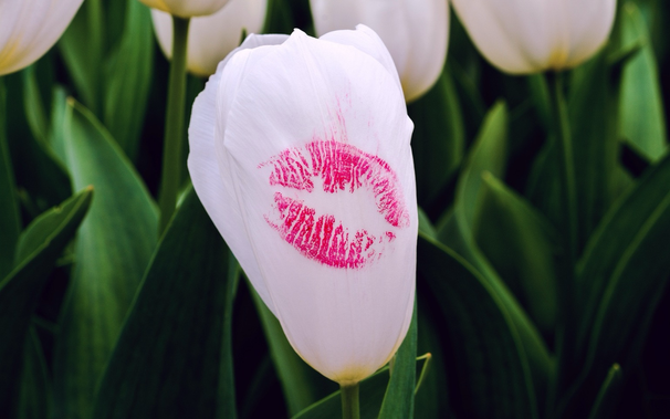 A white tulip kissed by pink lips