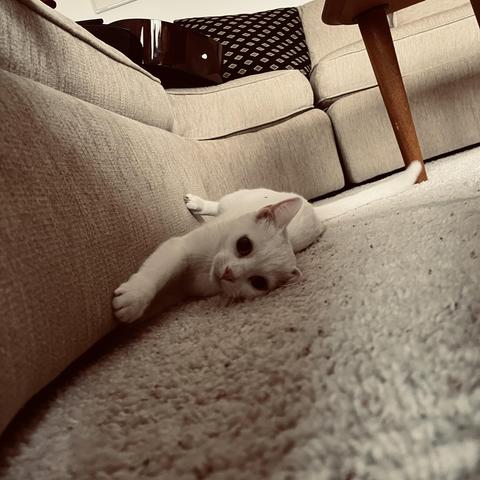 low, tilted angle of a white cat on her side, pulling herself along by her claws along the bottom of a sofa