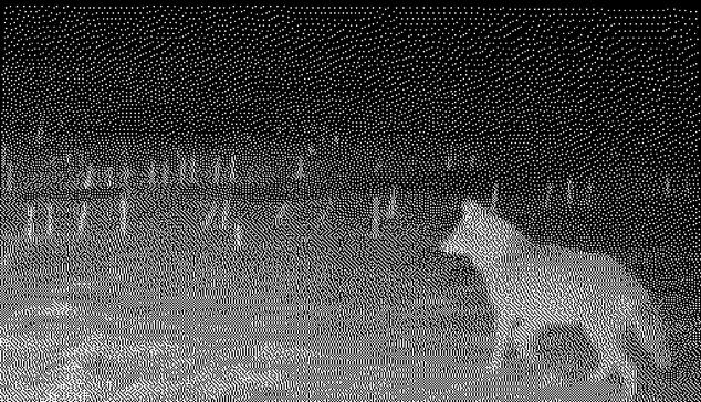 a low res night shot from a trail cam shows the silhouette of a coyote lighter against the darker flat ground covered in snow. stalks of last season’s corn poke up all around the same height where the harvester cut them off.