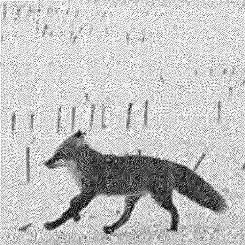 a low res day shot from a trail cam shows the dark silhouette of a fox against white flat ground covered in snow. stalks of last season’s corn poke up all around the same height where the harvester cut them off.