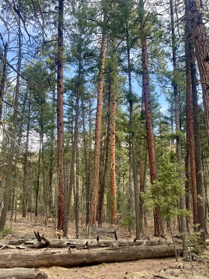 Tall pine trees with blue sky in Jemez.