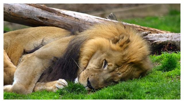 Lion relaxing