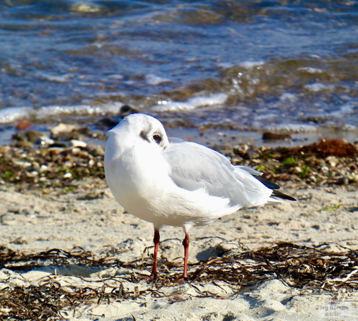 Das Bild zeigt eine schlafende Möwe am Strand. Ihren Kopf hat sie auf dem Rücken ins Gefieder gesteckt. Sie steht mit ihren Beinen auf hellem Sand mit braunen Algen im Vordergrund. Im Hintergrund ist das Meer mit kleinen Wellen zu sehen. Die Möwe ist weiß mit grauen Flügeln und roten Beinen. 
