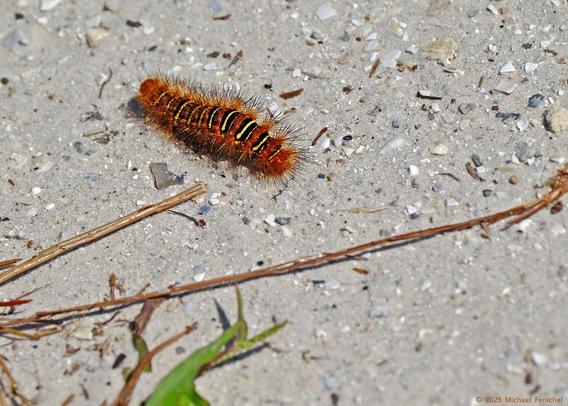 Photo by Fenichel:
A bright, colorful echo moth caterpillar, deep orange with horizontal bands of black and yellow, and quite "hairy" from end to end, is on a sandy trail across scrub woods in Southern Florida.