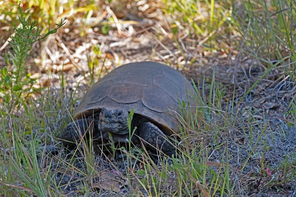 Photo by Fenichel: Gopher Tortoise
A large tortoise with dark gray/brown shell is walking among stalks of tall grass, which it stops to eat.