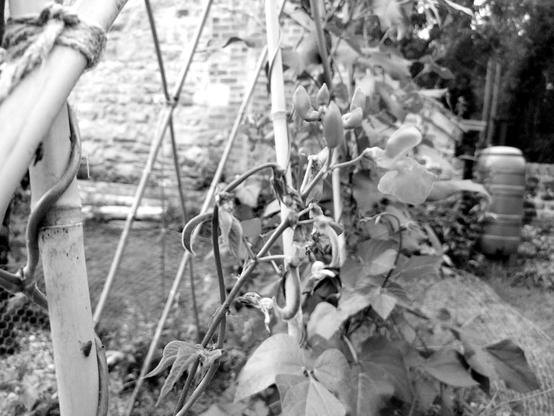 Black and white photo of runner bean plants and their flowers in the allotment gardening area of the museum's grounds. The plants are supported by a DIY trellis.