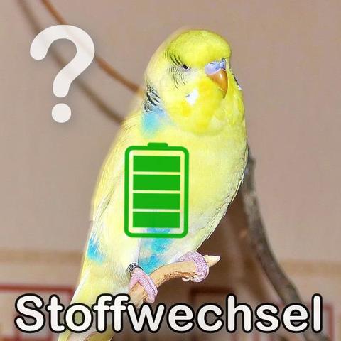 Stoffwechsel bei Vögeln