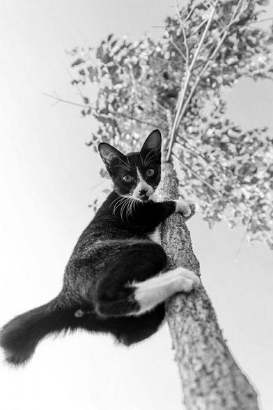 ALT
Gato trepando a un árbol.