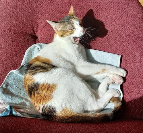 Calico lying on a red armchair yawning.