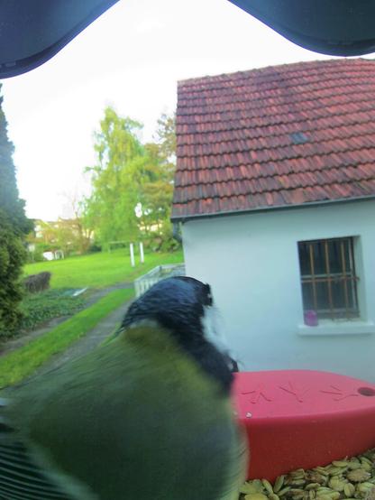 unbekannt im Futterhäuschen