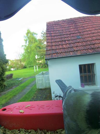 unbekannt im Futterhäuschen