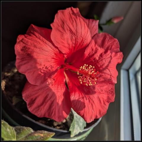 A bright red hibiscus flower on the windowsill, soaking up the sunlight. Another flower bud is visible behind it.