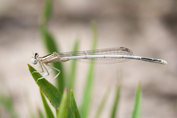 Foto de Platycnemis latipes.