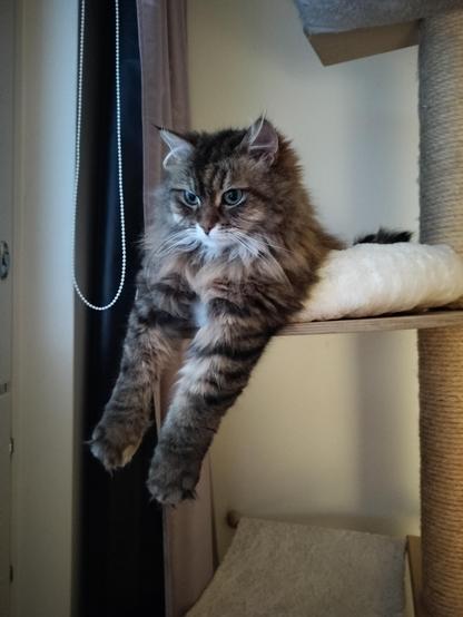 Paws hanging down - my cute Siberian cat Siiri in her bed 