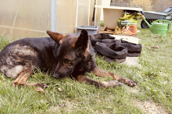 Schäferhund im Garten