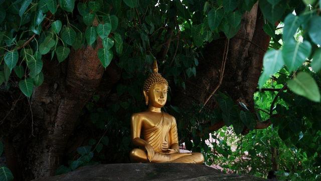 Golden Buddha statue under Bodhi tree.