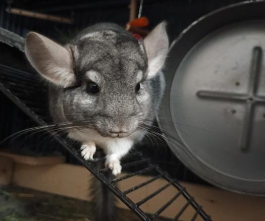 A chinchilla with his ears lowered