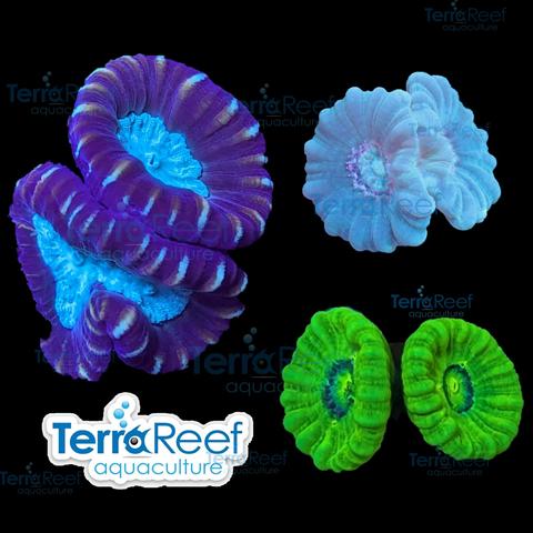 Three varieties of Candy Cane Coral in an aquarium fish tank.  