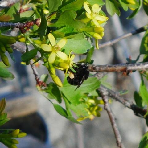 A black somewhat fury bee on a clove currant flower. The bee has a large blob of yellowish pollen on it's hind leg. The flowers are yellow.