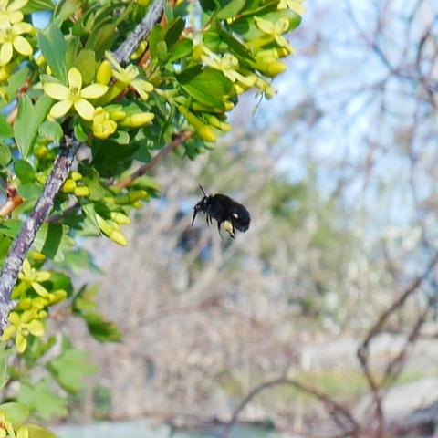 The black bee in flight facing to the left.