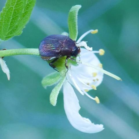 A photo of a small beetle on a plum blossom. It is sort of dark brown and is iridescent. The flower is white.