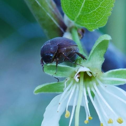 The beetle viewed from the front and seeing it's left side. It's head is sort of blue iridescent looking.
