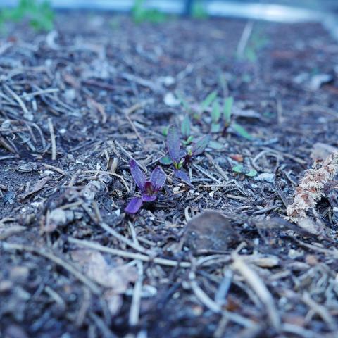 A closeup photo of some beet root seedlings. The ones in focus are purple leaved, beyond it are green leaf ones.