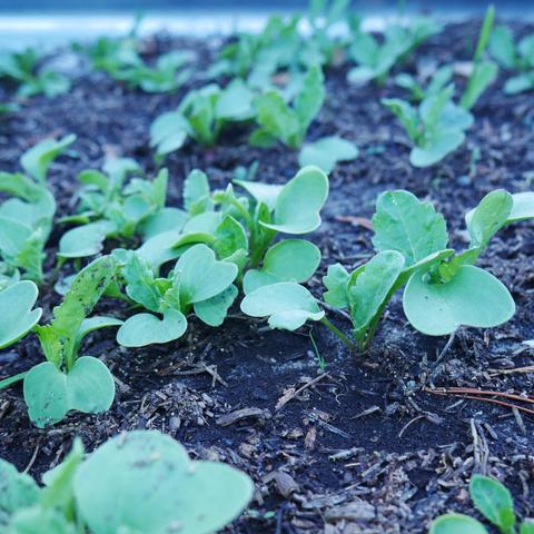 A closeup photo of radish plants. They are starting to get some hairy leaves.