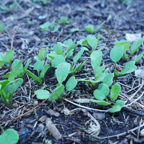 A closeup photo of arugula seedlings. Not much mature leaves yet.
