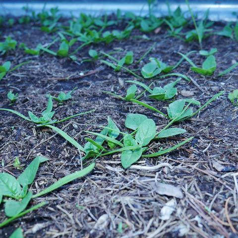 A closeup photo of spinach seedlings. They have some mature leaves now but are still short.