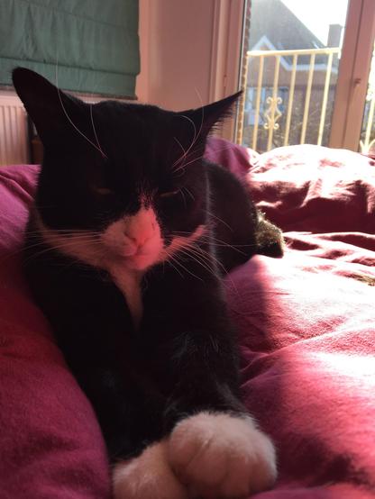 Trying not to get in the sun 🐾

#cats #catlife #blackandwhitecat #tuxedocat #catsofbluesky