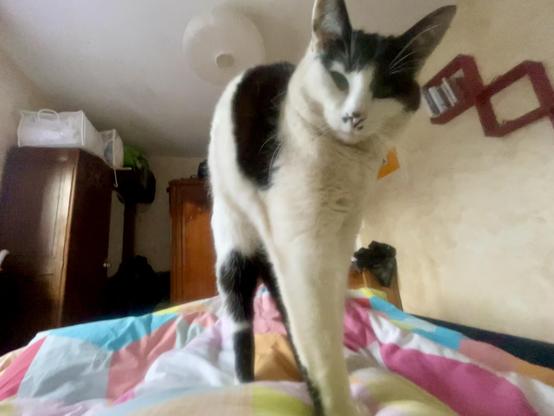 A cat with black and white fur is walking on a colorful bedspread, with a blurred background of a room containing furniture and storage.