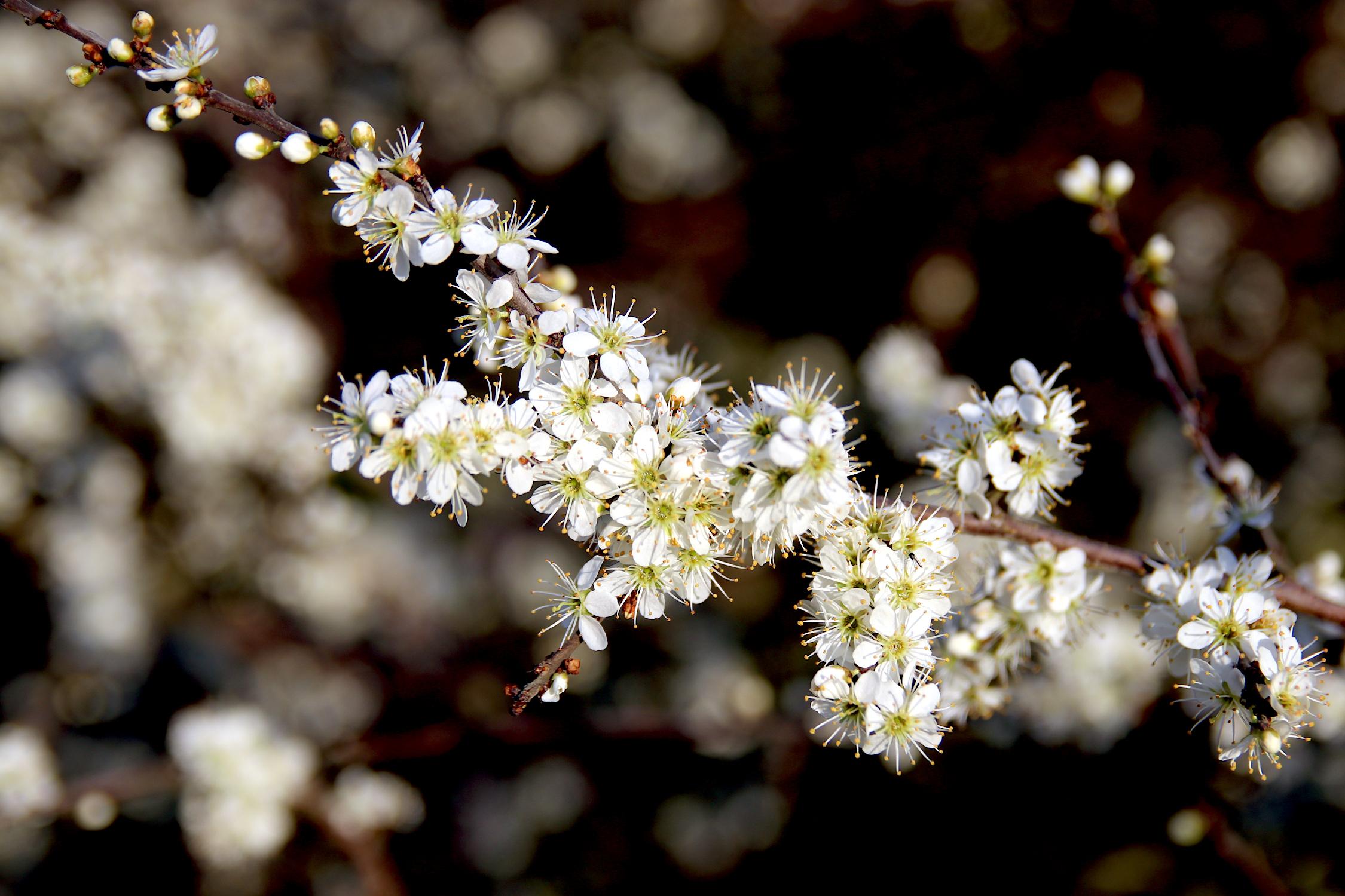 Das Bild zeigt einen Zweig von einem Busch, an dem sehr viele weiße Blüten zu sehen sind.